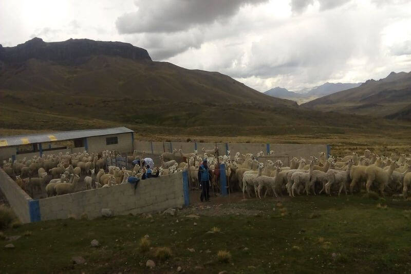 Alcalde dijo que se crearía una cooperativa alpaquera.