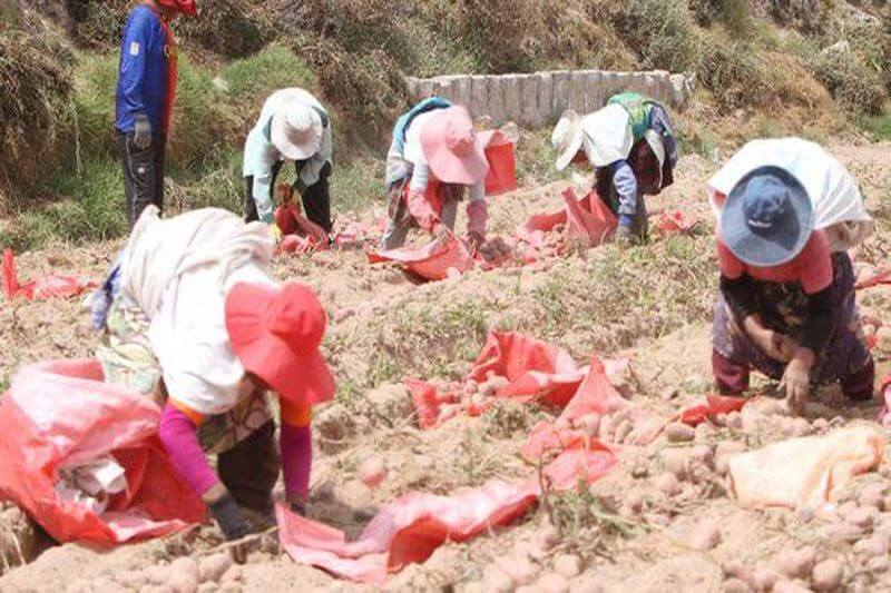 Agricultores perdieron el 84% de sus ingresos al comparar últimas campañas.