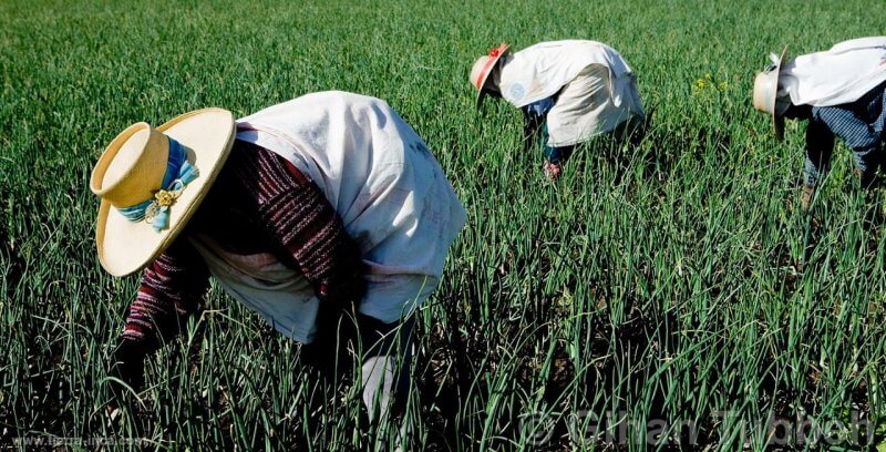 Trabajadores del campo también presentaron bajas por falta de comercialización.