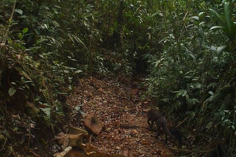 Registran imágenes del yaguarundi en la selva.