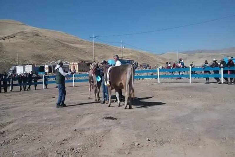 Enrique Zegarra compartía la ganadería con la devoción.