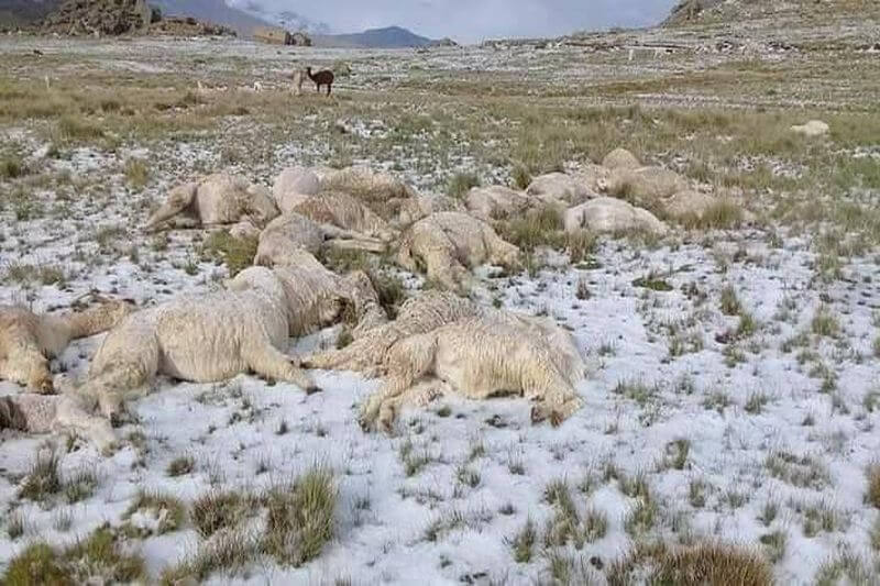 Alpacas fueron fulminadas por un rayo en Picotani.