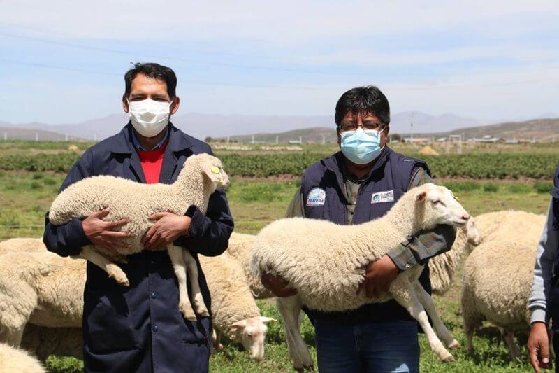Impulsan proyecto de ovinos para productores en Ilave.