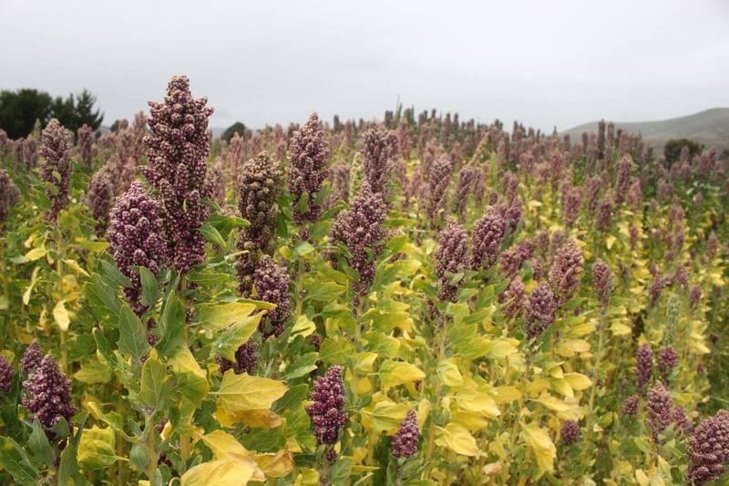 La región de Puno produce 8 variedades de quinua.