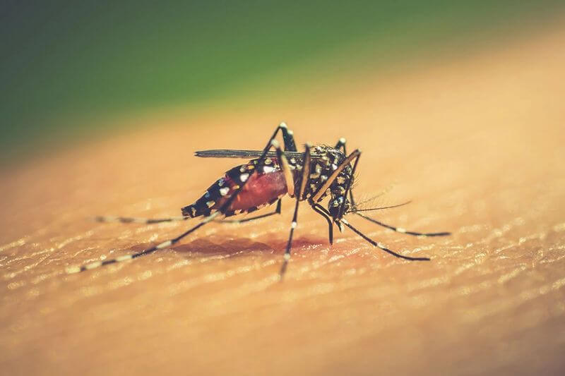 Aedes aegypti es uno de los mosquitos transmisores de las enfermedades.