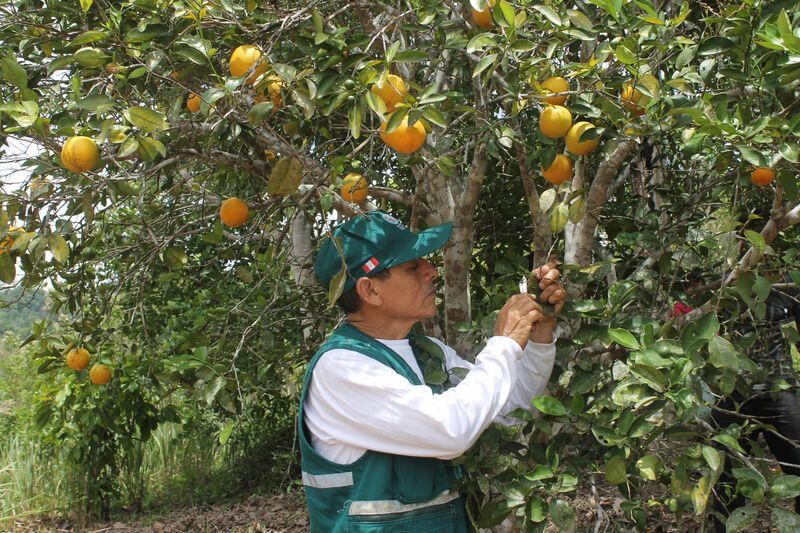 El cultivo de naranja se viene impulsando en los últimos años en Tacna.