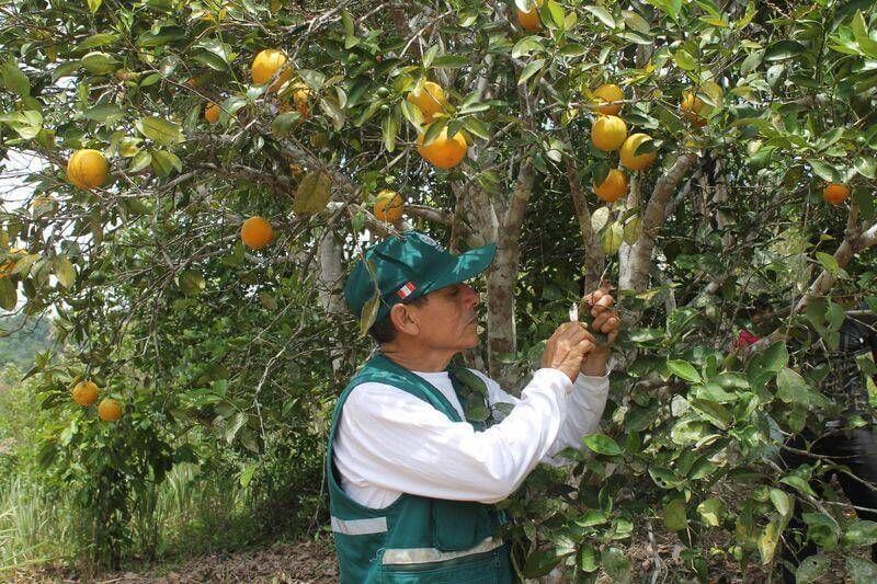 Agricultores reciben asistencia de entidades del Estado.