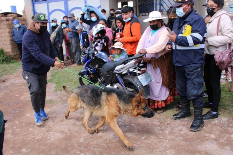 De albergue clandestino rescataron a 11 perritos.