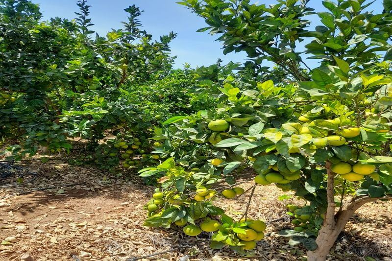 Productores de La Yarada exigen atención del programa Agro Rural.