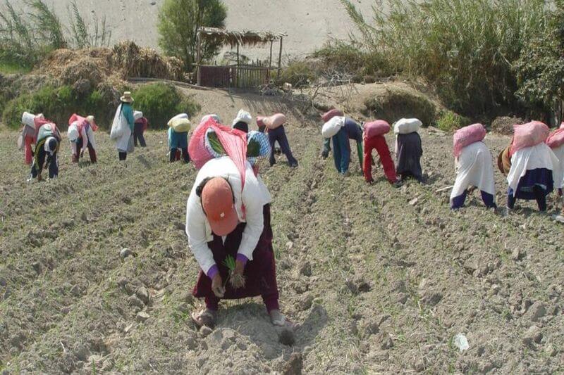 Agricultores han dejado de sembrar parte de sus tierras por falta de dinero.