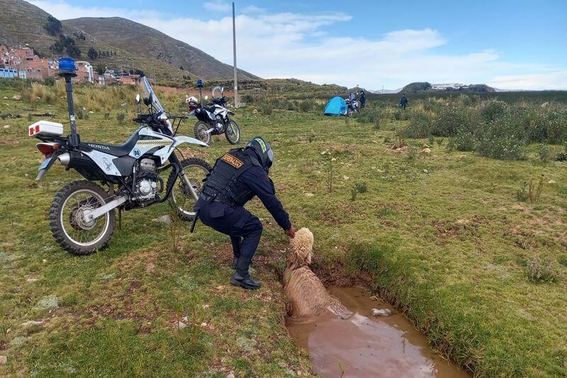 Agentes 'azules' pusieron a la oveja a buen recaudo.