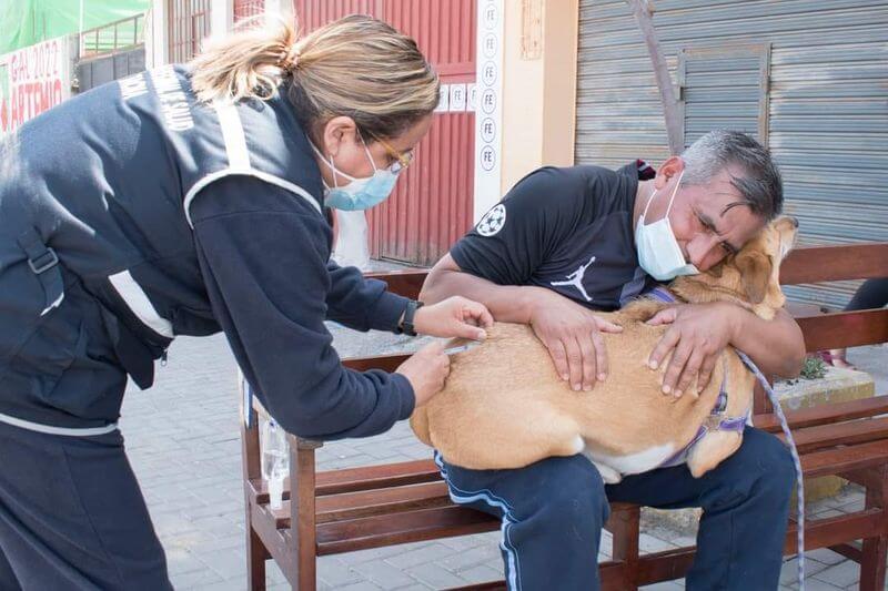 Campaña de vacunación canina se inició en el mes de agosto.