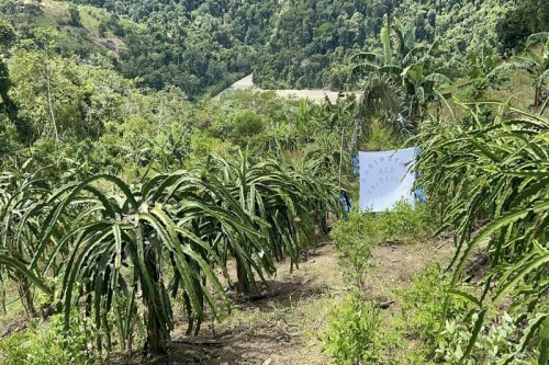 Productores del valle Tambopata de Putina Punco, expusieron la "fruta dragón".