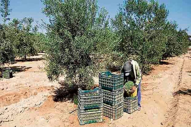 En La Yarada hay preocupación por el futuro de las plantaciones de olivo.
