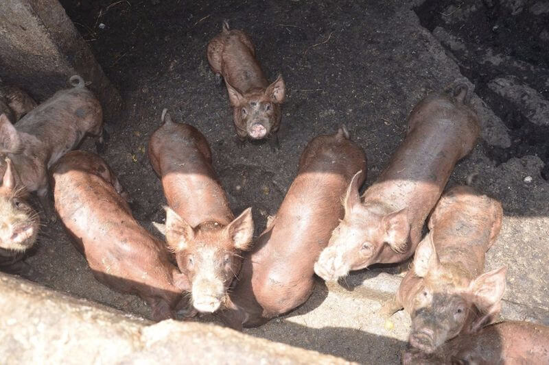 Salud de la población estaría en riesgo si se produce brote de porcina.