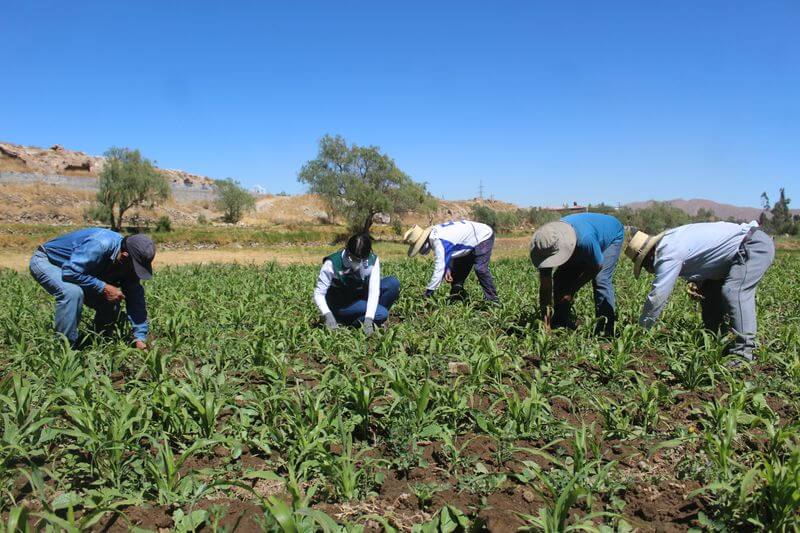 Agricultores preocupados por producción de alimentos, que disminuiría.