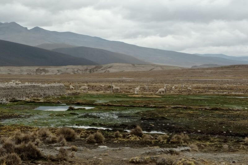 Intervendrán con riego por goteo para optimizar uso de agua.