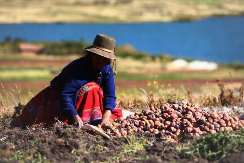 Pérdidas en el sector agrario en la región son considerables.