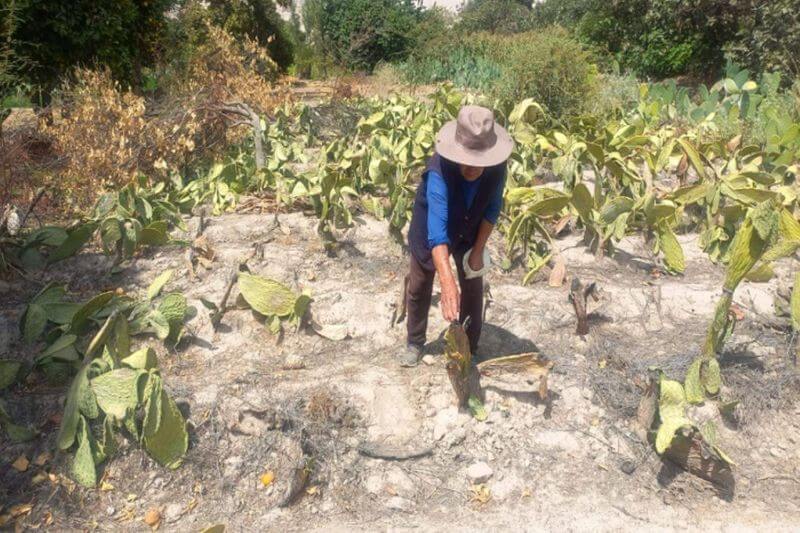 Afectados deben informar sobre la pérdida de cultivos a la Agencia Agraria.