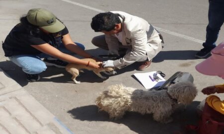Municipio apoyará promoción de la adopción de canes.