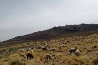 Criadores de camélidos en zona andina requieren apoyo.