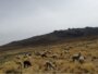 Criadores de camélidos en zona andina requieren apoyo.