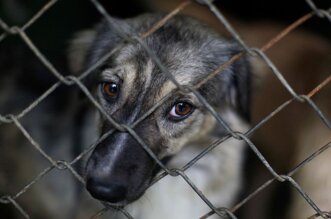 Sanción se da con el fin de proteger a los animales.