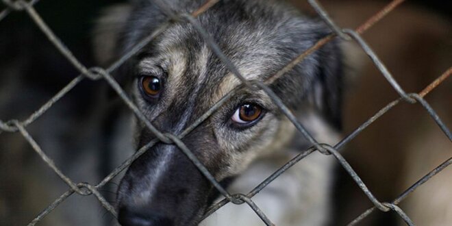 Sanción se da con el fin de proteger a los animales.