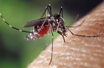Primer caso de dengue autóctono en Islay.
