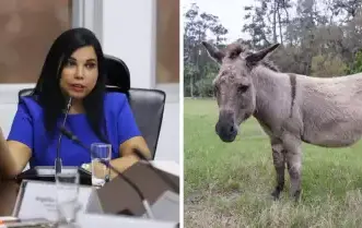 Ministra de Comercio Exterior anuncia que Perú exportará carne de burro a China