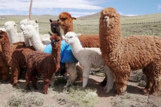 Puno: Desidia en el Día Nacional de la Alpaca