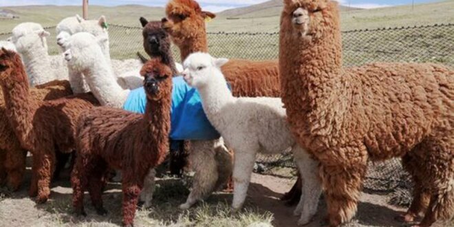 Puno: Desidia en el Día Nacional de la Alpaca