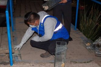 Aún faltan más ratas por erradicar en el muelle.