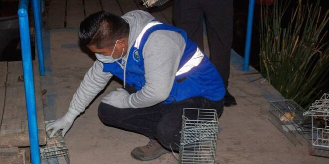 Aún faltan más ratas por erradicar en el muelle.