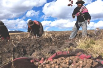 Puno: Proyecto Corani: peligro para el agro