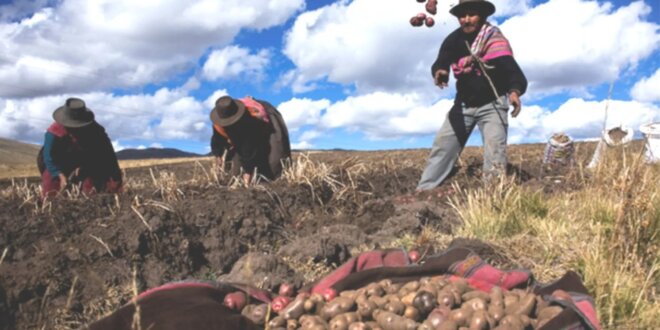 Puno: Proyecto Corani: peligro para el agro