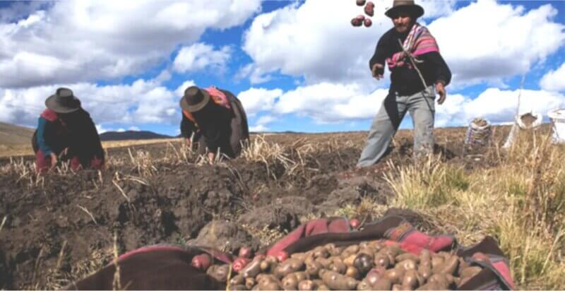 Puno: Proyecto Corani: peligro para el agro