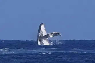 Una ballena irrumpe en las semifinales de surf de los Juegos