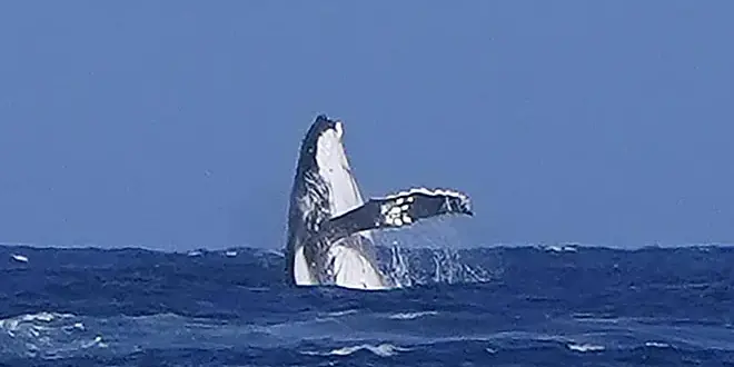 Una ballena irrumpe en las semifinales de surf de los Juegos