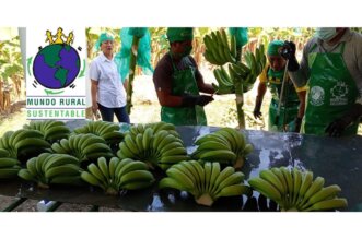 Exportación de Banano en Piura