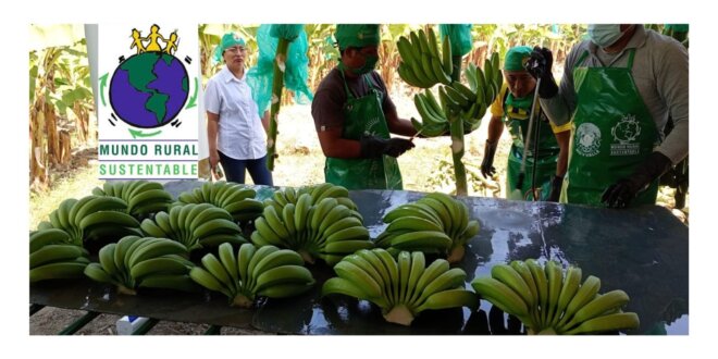 Exportación de Banano en Piura