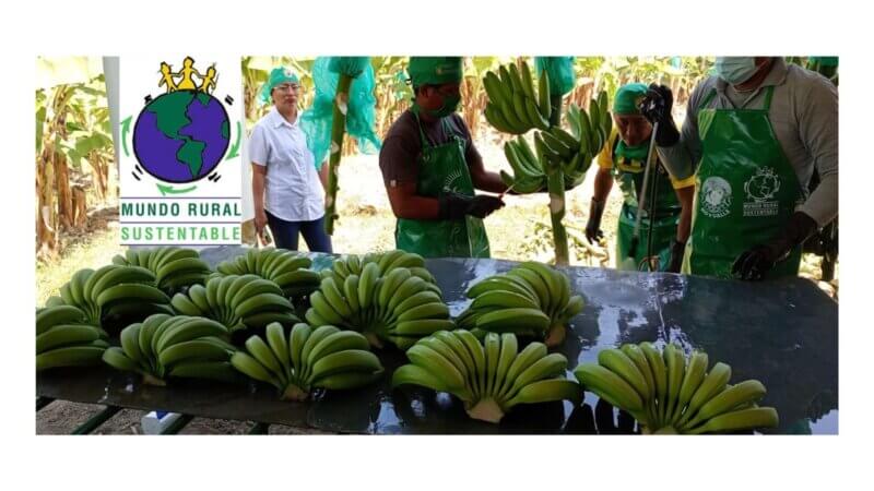 Exportación de Banano en Piura