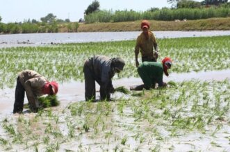 Productores de arroz.