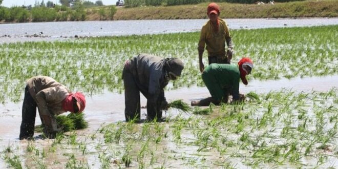 Productores de arroz.