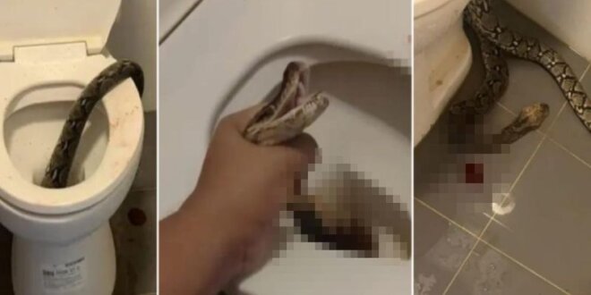 Hombre fue atacado por una serpiente.