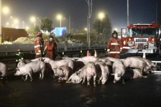 Un tráiler que transportaba cerdos chocó con un camión y se volcó en la Panamericana Sur