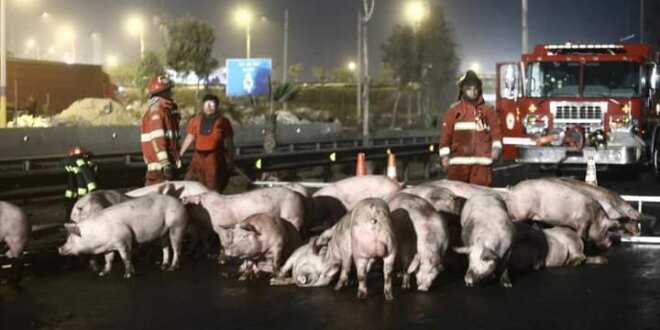 Un tráiler que transportaba cerdos chocó con un camión y se volcó en la Panamericana Sur