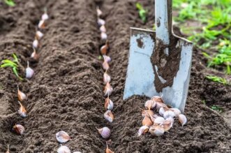 En un esfuerzo por enfrentar los desafíos climáticos y fomentar la autosuficiencia alimentaria, frente a la escasez, el productor Denis Ticona Apaza ha implementado un sistema de riego por goteo con motores eléctricos en sus cultivos de ajo orgánico.