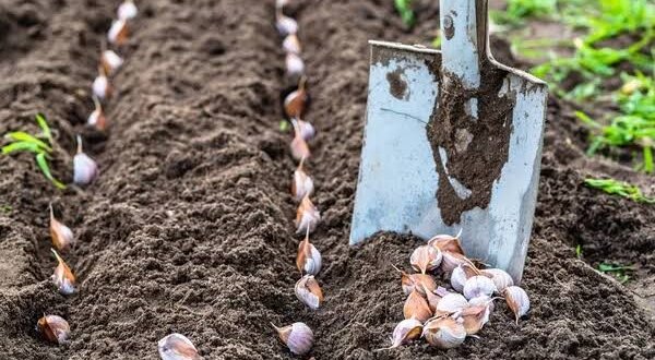 En un esfuerzo por enfrentar los desafíos climáticos y fomentar la autosuficiencia alimentaria, frente a la escasez, el productor Denis Ticona Apaza ha implementado un sistema de riego por goteo con motores eléctricos en sus cultivos de ajo orgánico.