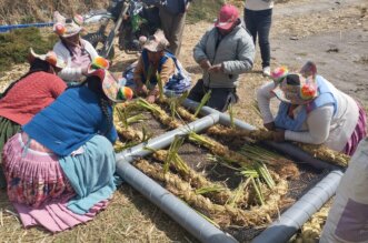 SIEMBRAN VETIVER PARA DESCONTAMINAR LAGO TITICACA EN COATA